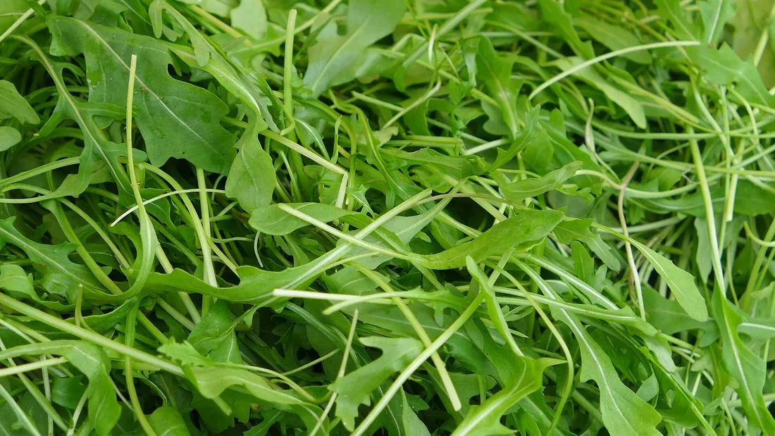 Touffe de roquette aux feuilles allongées et profondément découpées, vert franc