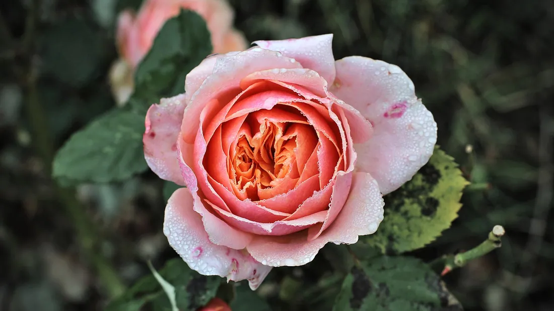 Rose rose orangé largement épanouie, couverte de gouttes de rosée, sur son rameau feuillu