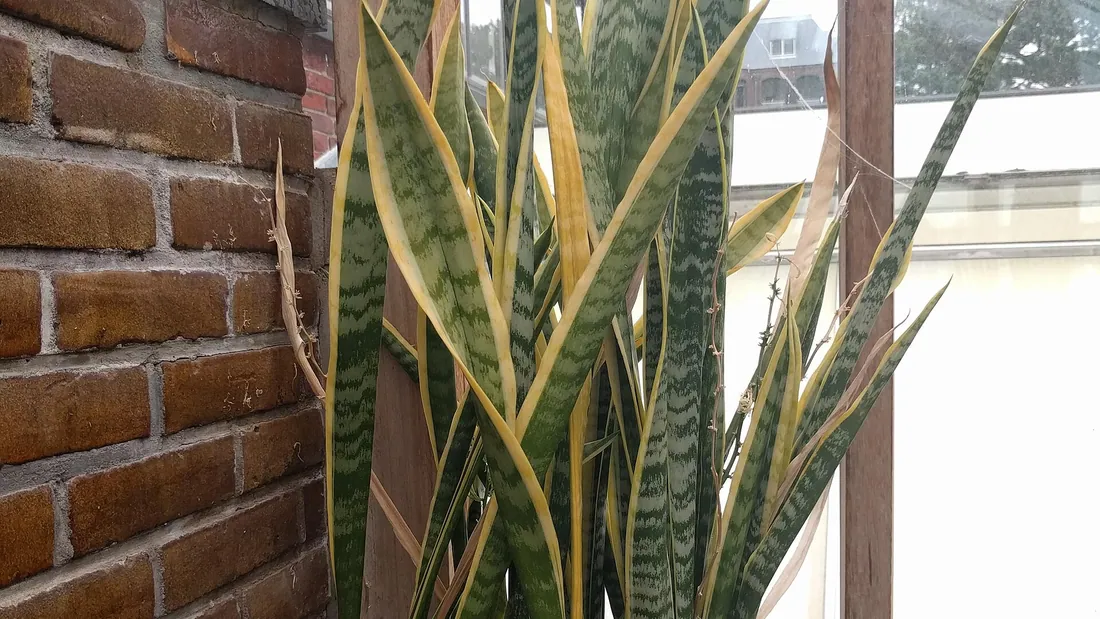 Grosse touffe de sanseveria en pot, feuilles rigides dressées vert sombre marbrées de clair