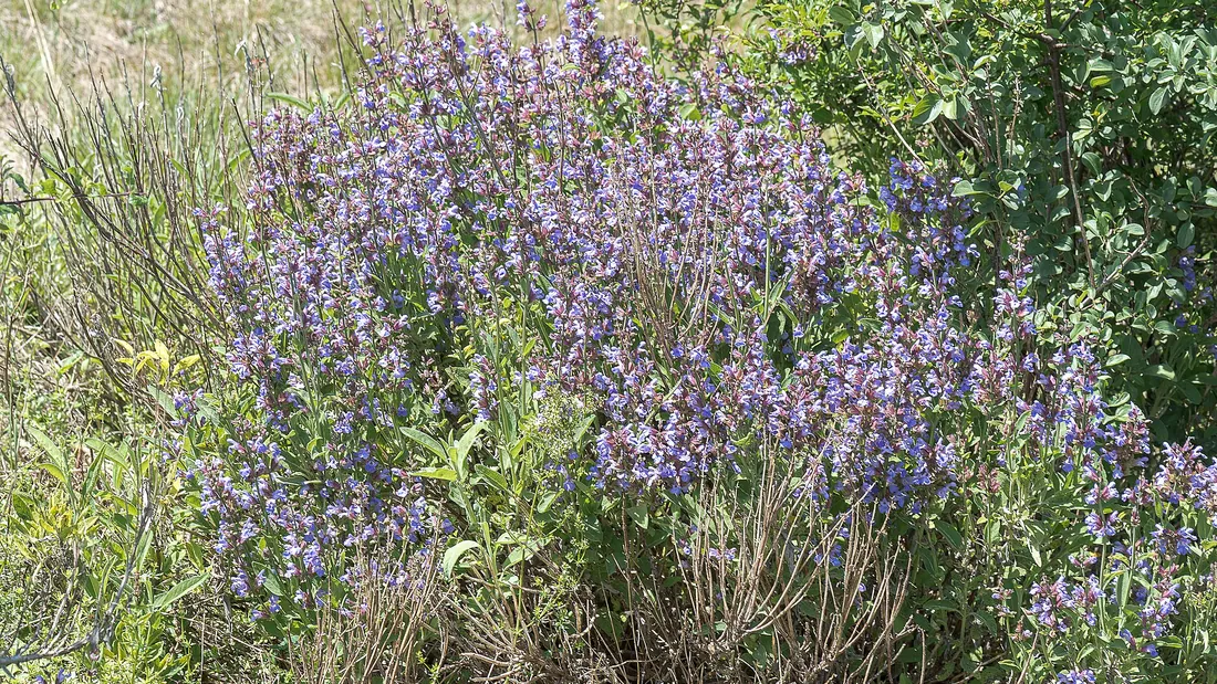 Buisson de sauge officinale en fleurs, épis bleu-mauve dressés au-dessus d’un feuillage gris-vert