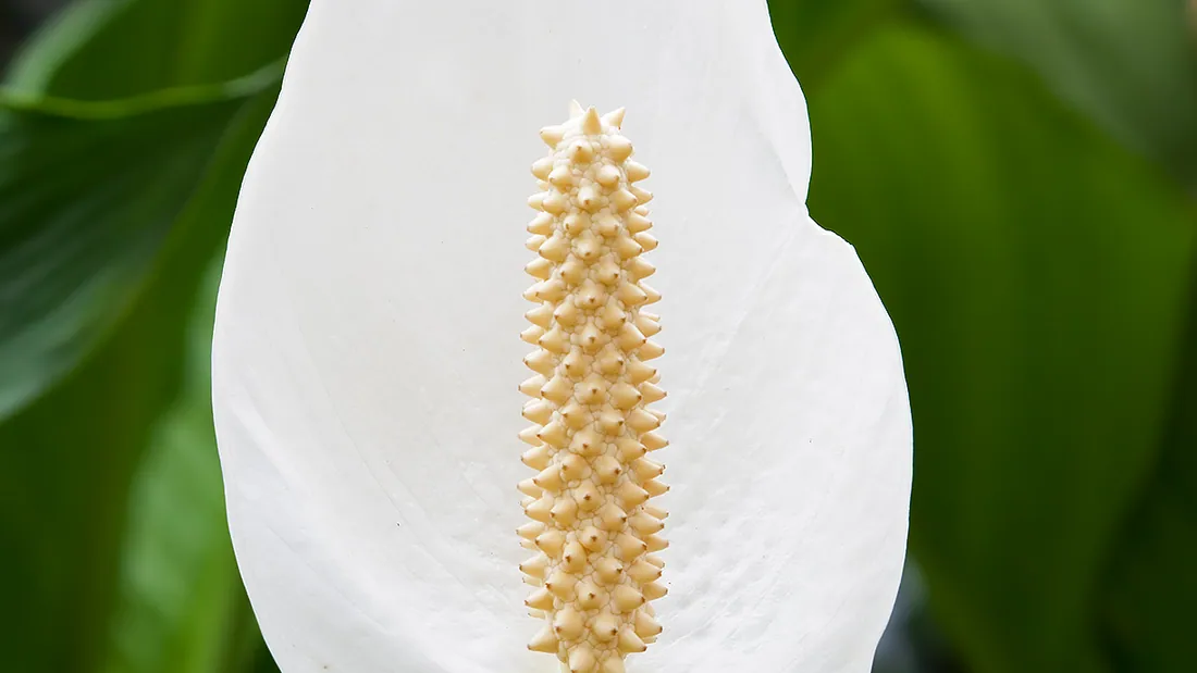 Witte lepelplantschutblad rond een crèmekleurige kolf, voor brede donkergroene bladeren