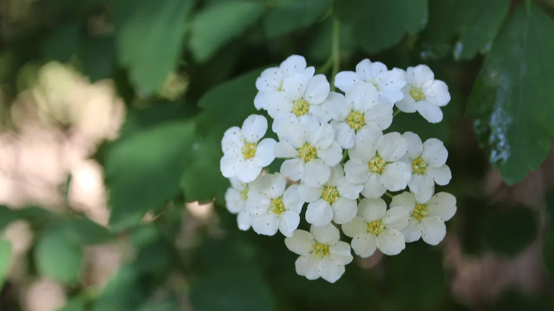 Rameau de spirée couvert de petits bouquets serrés de fleurs blanches