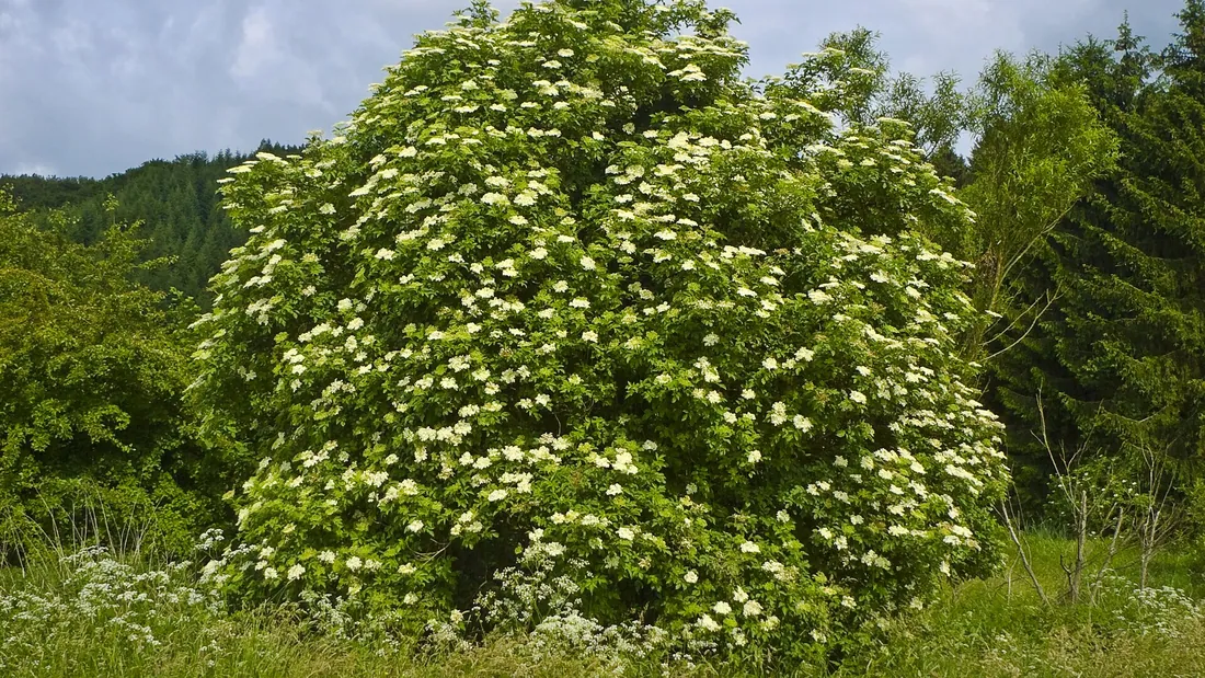 Sureau noir en pleine floraison, larges ombelles de fleurs blanches couvrant tout le buisson