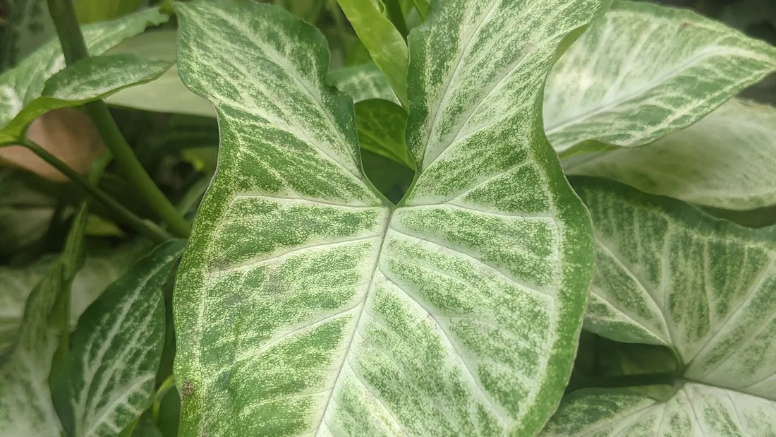 Feuilles de syngonium en fer de flèche, vert foncé largement marbrées de blanc argenté