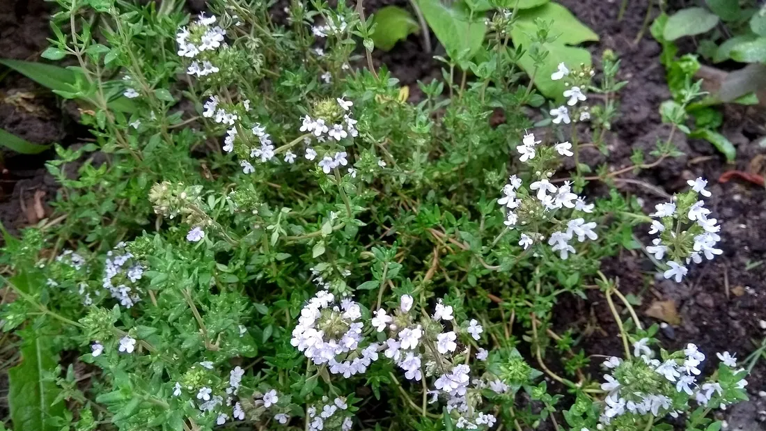 Touffe de thym aux tiges ligneuses couvertes de minuscules feuilles et de petites fleurs blanches