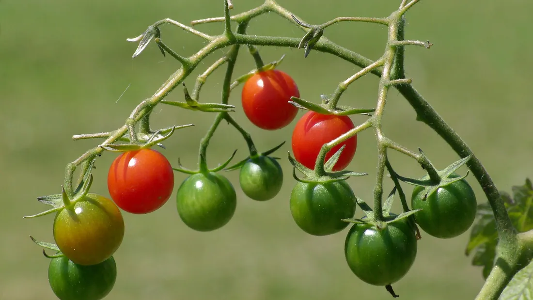 Grappe de tomates cerises sur le plant, fruits rouges et verts mêlés le long de la tige
