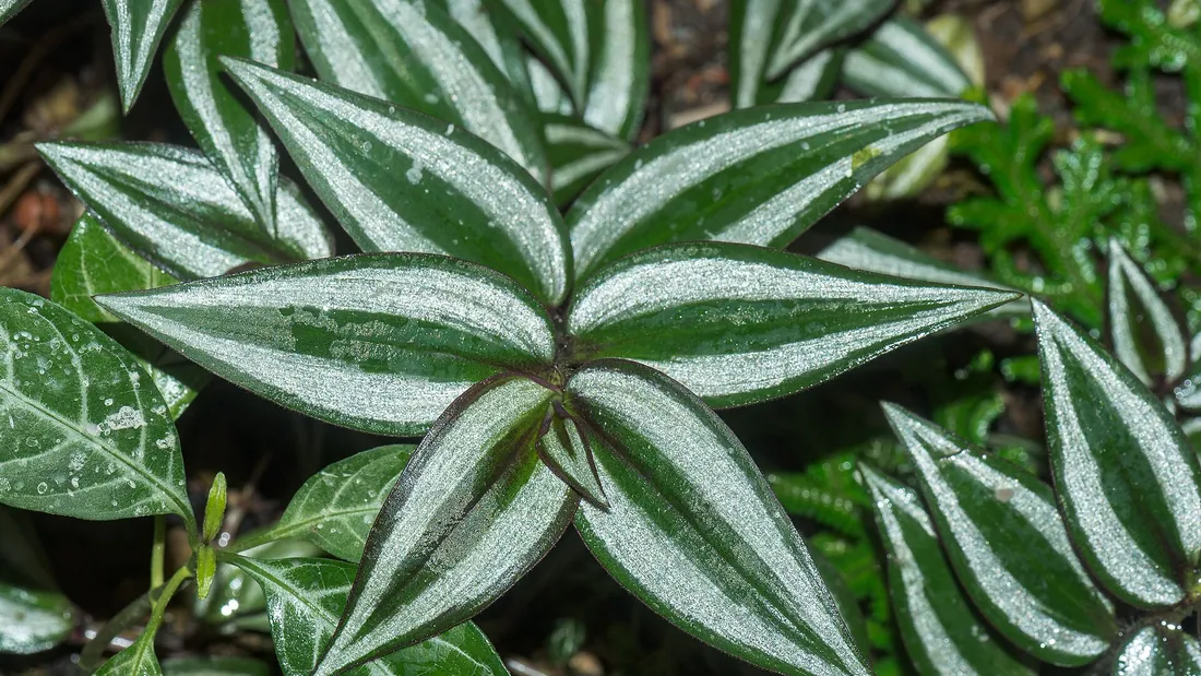 Tiges retombantes de tradescantia aux feuilles rayées de vert sombre et d’argent