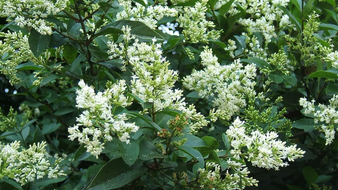 Troène en fleurs, panicules blanches dressées au-dessus d’un feuillage vert luisant et dense