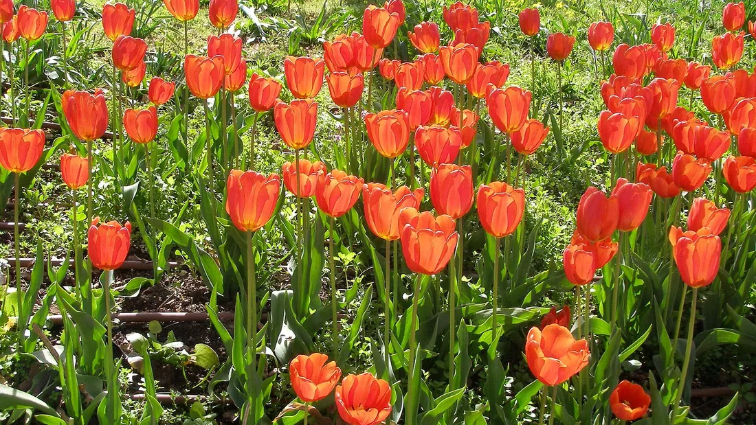 Massif de tulipes rouges largement ouvertes, portées par de longues tiges au feuillage bleuté