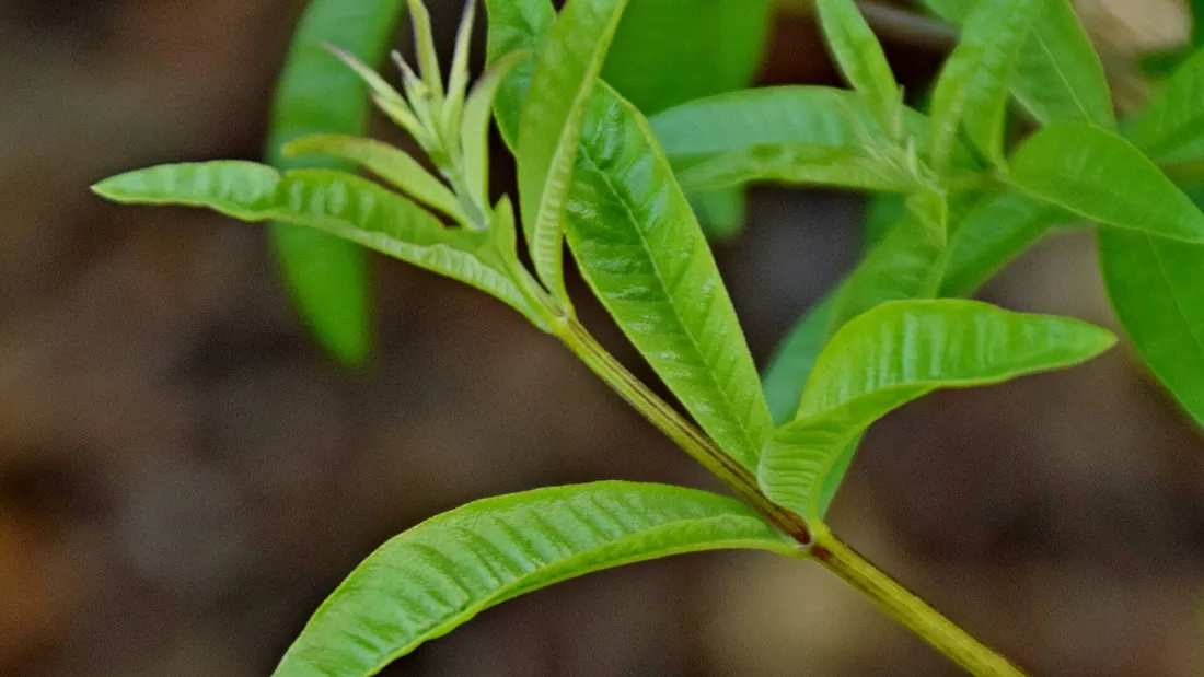 Rameaux de verveine citronnelle aux longues feuilles étroites vert clair, groupées par trois