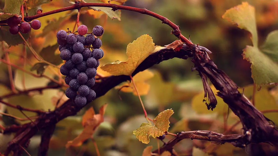 Grappe de raisin noir pendue au sarment, entre les larges feuilles de vigne aux teintes d’automne