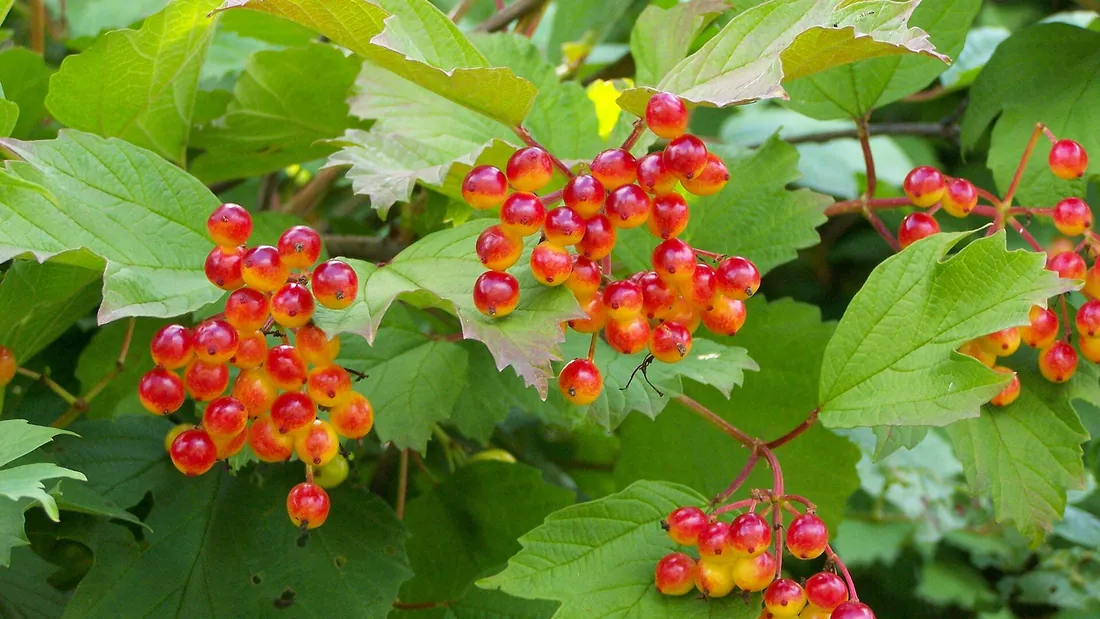 Viorne chargée de baies rouge orangé en bouquets, entre les feuilles lobées