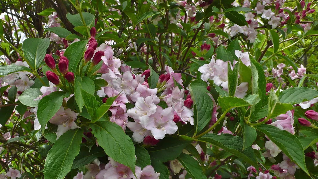 Weigélia couvert de fleurs roses en trompette, réparties tout le long des rameaux feuillus