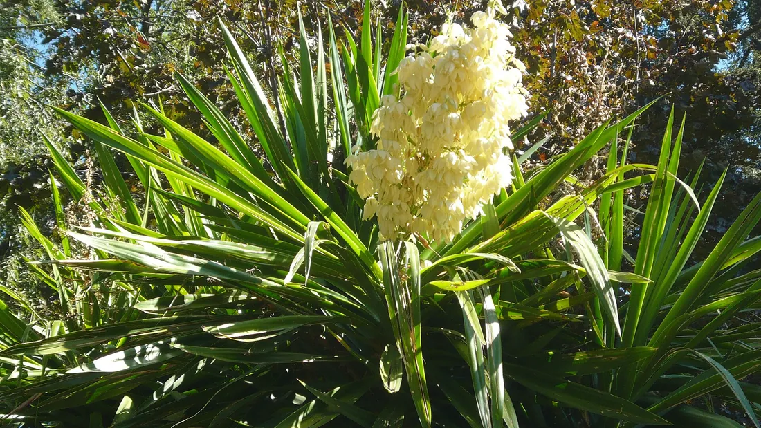 Yucca aux longues feuilles rigides en rosette, portant une haute panicule de fleurs crème
